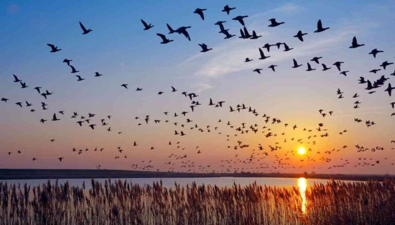 Los veterinarios son esenciales en la protección de aves migratorias y sus hábitats en CLM