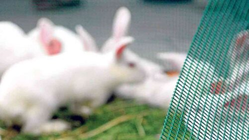 Ganaderos de conejos en la ruina por la crisis de costes