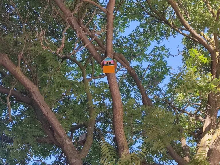 Alumnos del Colegio María Inmaculada colocan nidos de pájaros en el Paseo San Gregorio de Puertollano