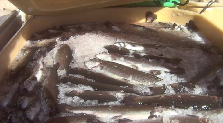 VÍDEO: Una cámara oculta de Fundación Franz Weber en piscifactorias de C-LM revela hacinamiento y sacrificios en hielo