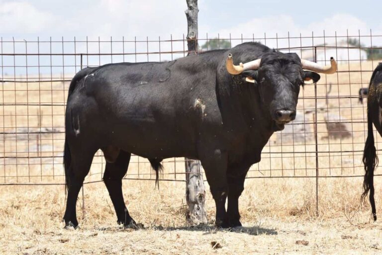 Herido un hombre de 70 años en Landete (Cuenca) tras ser embestido por un toro en la plaza del municipio