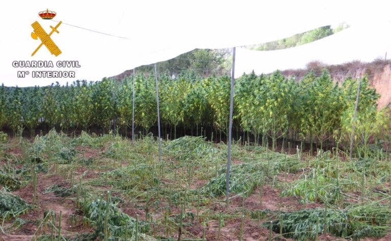 Guardia Civil se incauta de 706 kilos de marihuana en las Hoces de río Cabriel, que habrían dado 200.000 dosis
