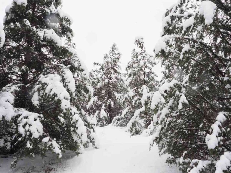 Activada fase de alerta ante la tormenta invernal de nieve y viento ¿Filomena 2?
