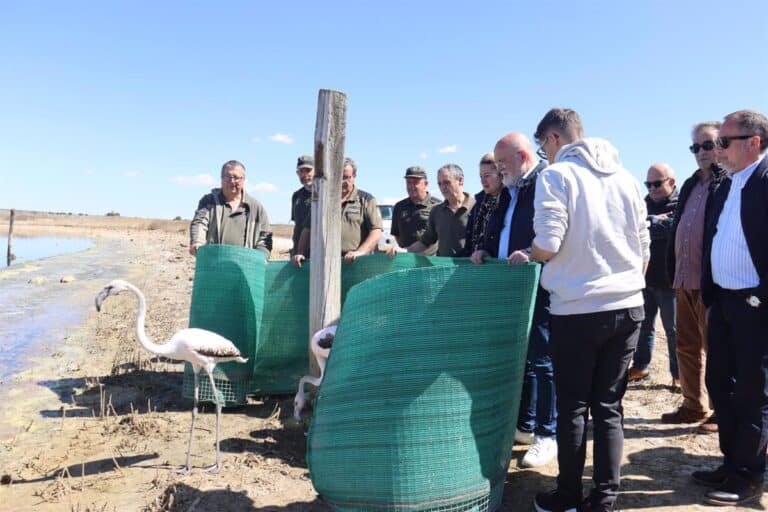 Tras 8 meses en un centro de fauna, tres flamencos rosados vuelven a las lagunas de Pétrola (Albacete)