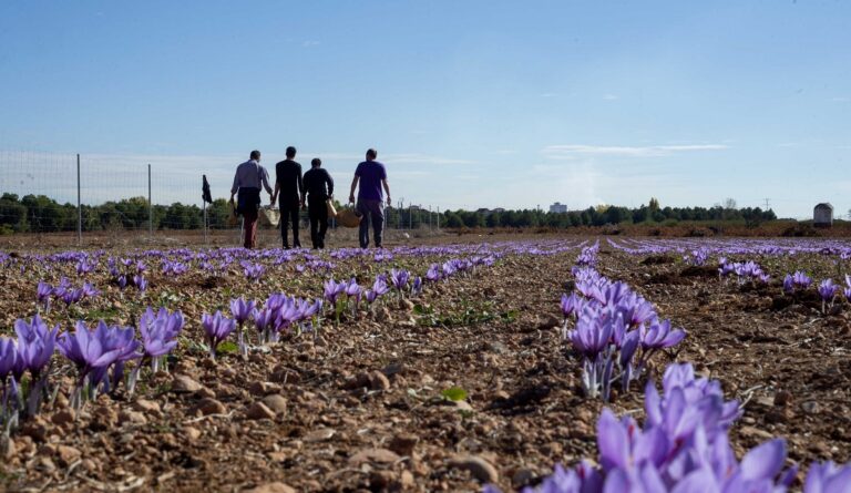 Nace OPAZ, una nueva cooperativa que agrupa a más de 80 productores de azafrán D.O La Mancha