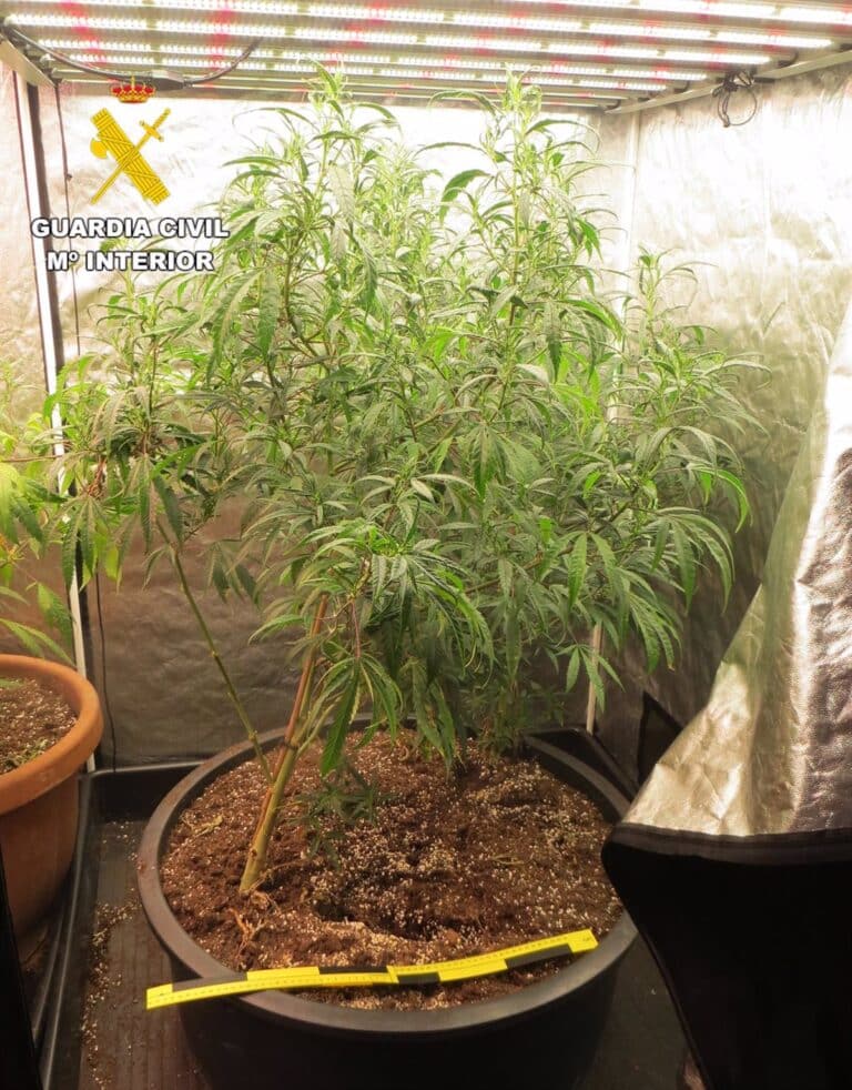 La Gineta: Hombre de 41 años arrestado por cultivo y comercio de marihuana