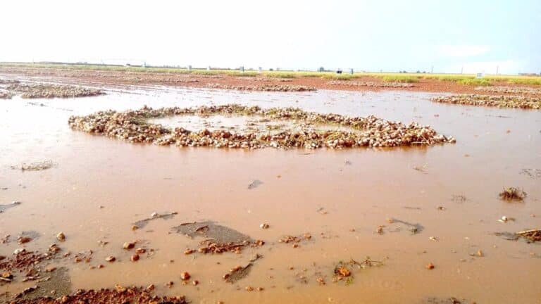 Tormentas en Cuenca causan pérdidas de ajo de hasta el 90% según Asaja