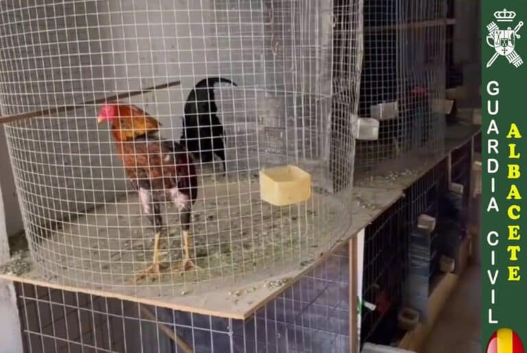 Descubren instalación con cultivo de marihuana, armas ilegales y peleas de gallos.