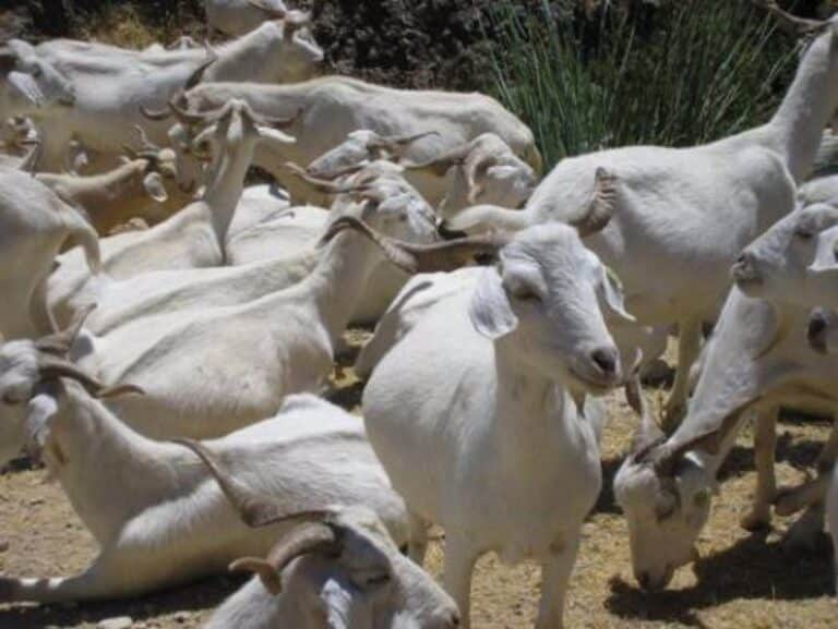 CLM actualiza medidas de prevención ante la viruela ovina y caprina según situación sanitaria actual