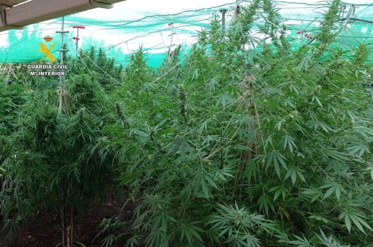 Operación ‘Hard Green’: Detenidos dos vecinos por cultivo de marihuana, incautadas 49.000 dosis ilegales