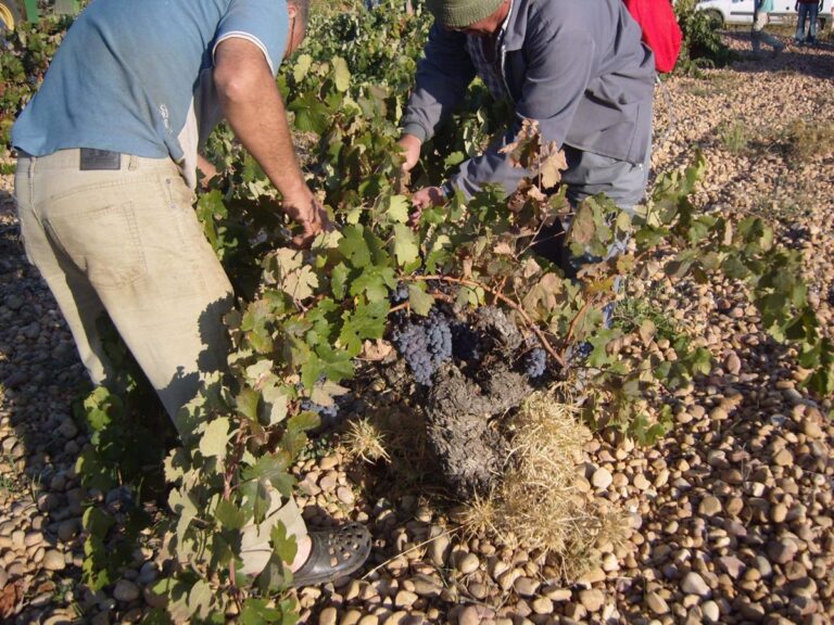 Reclaman cumplimiento del SMI en sector agrícola de Ciudad Real y homogeneizar convenios del campo en Castilla-La Mancha.