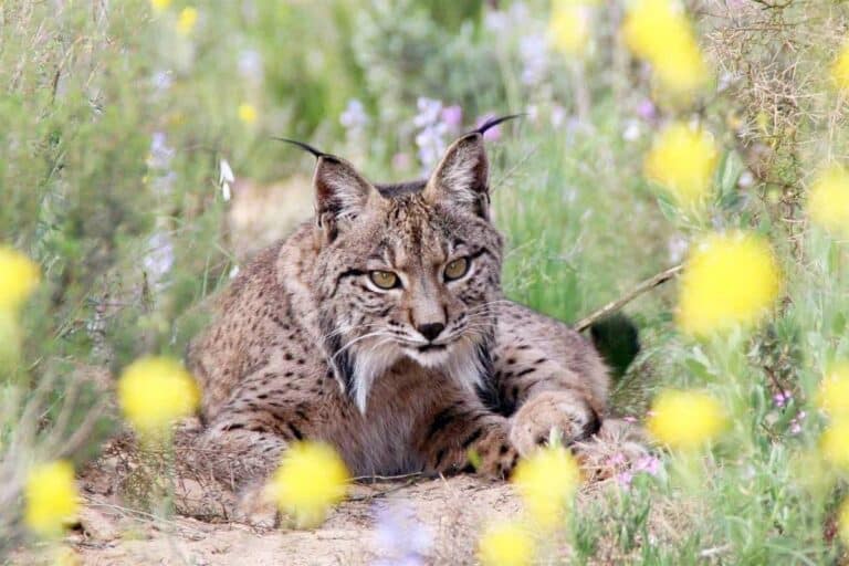 Castilla-La Mancha avanza en la conservación del Lince Ibérico con la presencia de 582 ejemplares
