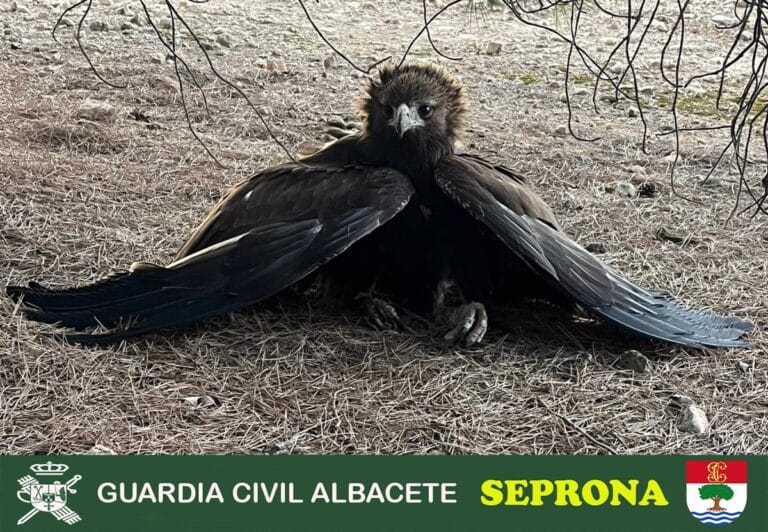 Rescate en Albacete: Una joven Águila Real salvada por la Guardia Civil tras un choque eléctrico