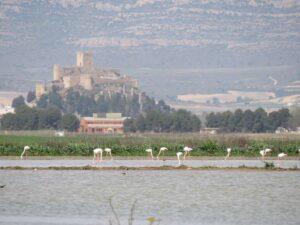 Convocan una concentración para detener la macro planta de Biogás en Almansa