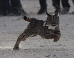 El Gobierno regional libera dos nuevos linces ibéricos en los ‘Campos de Hellín’