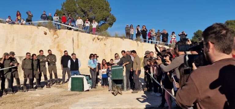El Gobierno regional realiza la primera suelta de linces ibéricos en Albacete