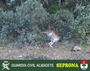 Joven De 25 Años Bajo Investigación Por Caza Ilegal De Cabra Montés En Vianos, Albacete