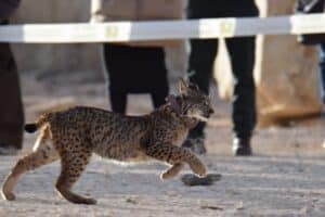 Liberan pareja de linces ibéricos criados en cautividad en la zona de Campos de Hellín