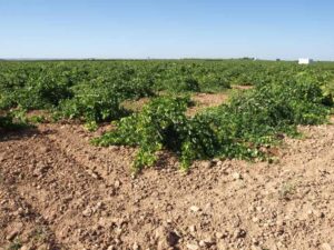 Agroseguro bate récord de indemnizaciones en Castilla-La Mancha con 178 millones de euros en 2023
