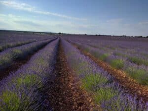 Castilla-La Mancha incrementa a 9 millones de euros el apoyo para seguros agrarios y enfatiza la importancia de que las protestas resulten en cambios concretos