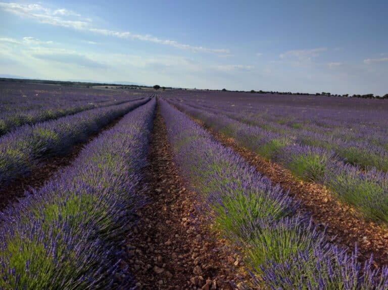 Castilla-La Mancha incrementa a 9 millones de euros el apoyo para seguros agrarios y enfatiza la importancia de que las protestas resulten en cambios concretos