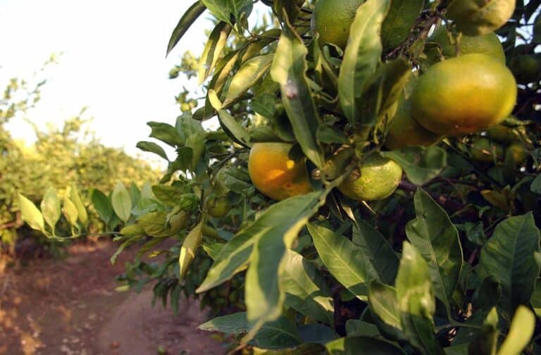 La Junta Impulsa la Alimentación Saludable con Programas de Distribución de Leche, Fruta y Hortalizas para más de 90.000 Escolares en Castilla-La Mancha