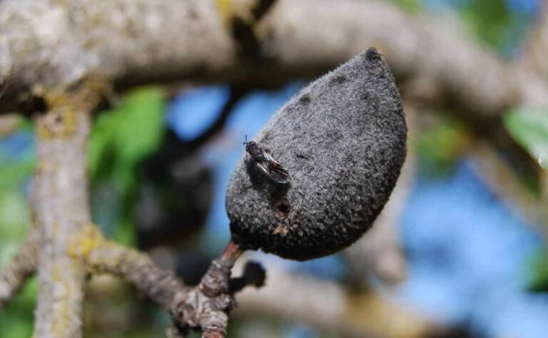 Castilla-La Mancha extiende las medidas de control fitosanitario en plantaciones de almendros hasta abril de 2026 para combatir la avispilla