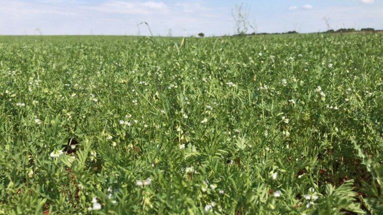 Actualización del Plan de Gestión para las ZEPA en Castilla-La Mancha se Implementará este Jueves