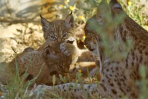 El Lince Ibérico Sobre los 2.000 Ejemplares, 715 Hallados en Castilla-La Mancha, Se Aleja de la Extinción