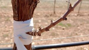 UPA Lanza Alerta Urgente por Severa Sequía en el Sur de Albacete y Demanda Acciones Inmediatas