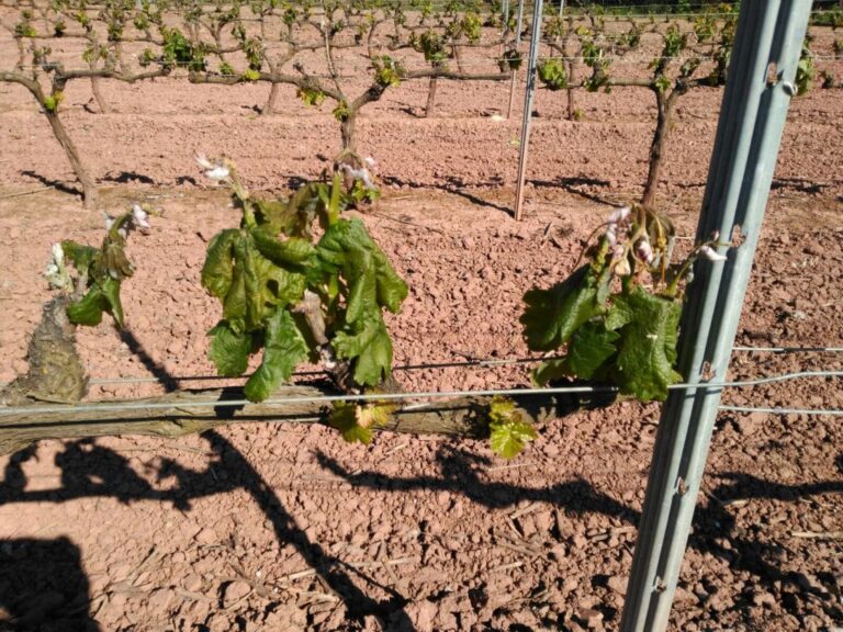 La estimación de daños por las heladas sufridas por el viñedo a finales de abril supera los 45 millones de euros