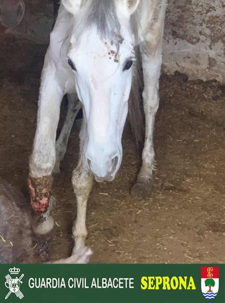 Investigado en Albacete por Maltrato Animal: Sacrifican Caballo Debido a Condiciones Inhumanas