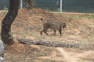 La Junta Festeja el Éxito de los Programas para la Recuperación del Lince Ibérico en Castilla-La Mancha
