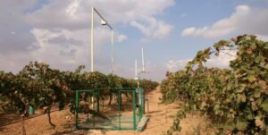 Viña-Raíces Invertirá 600.000 Euros para Explorar el Cultivo de La Vid en Áreas Semiáridas