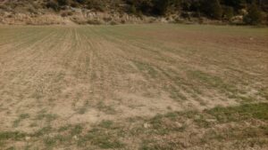 Agroseguro inicia el pago de indemnizaciones a productores de cereal con 49 millones de euros
