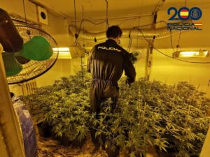 Desarticuladas Dos Cultivos ‘Indoor’ de Cannabis en Albacete: 38 Cogollos y 67 Plantas Confiscadas