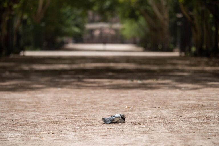 Julio Registró Altas Temperaturas y Sequía en Castilla-La Mancha, Aunque Persiste un Año Hidrológico Húmedo