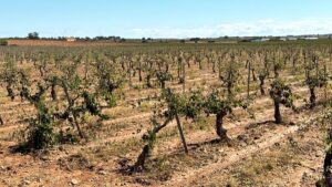 Los daños por las últimas lluvias en Alborea y Casas Ibáñez llegan al 75 % en viña y almendro, según Asaja