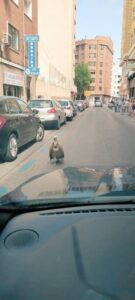 Rescatan un buitre leonado en las calles de Albacete tras su sorprendente aparición en la ciudad.