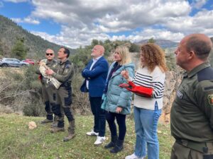 Reintroducción de una joven águila culebrera en Bogarra mediante un proyecto de la Junta para la conservación de la especie.