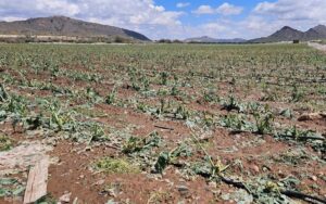 La Diputación de Albacete solicitará la declaración de zona gravemente afectada para municipios dañados por granizadas