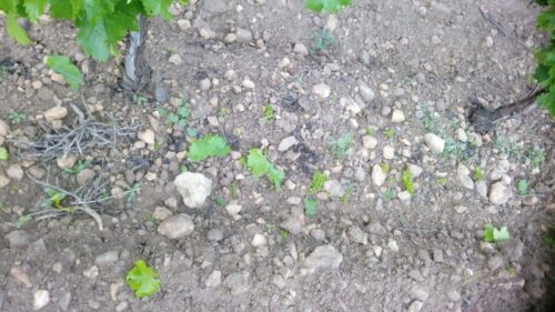 Agroseguro recibe más de 57.000 hectáreas siniestradas en mayo en Castilla-La Mancha