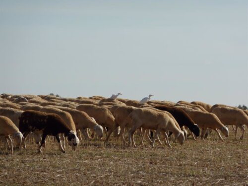 Herencia reivindica sus raíces ganaderas con el Día del Pastor 2025: talleres, catas y cultura popular
