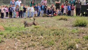 C-LM cede un ejemplar de lince ibérico a CyL en la primera translocación entre comunidades autónomas