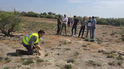 El Gobierno regional implementa un plan para controlar la sobrepoblación de conejos y proteger los cultivos afectados.