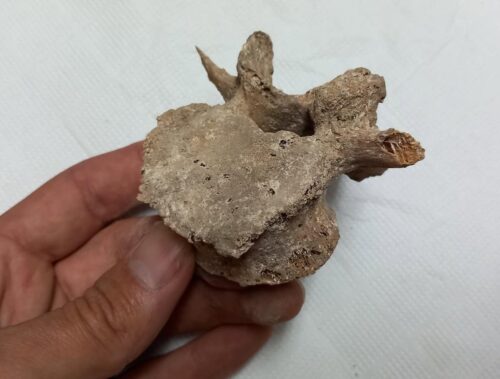 Retoman los trabajos de excavación en las cuevas sepulcrales de Carcelén con una segunda campaña en la de Pepe Roque