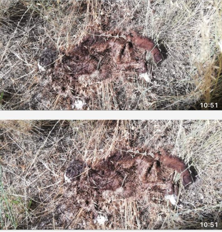 El Ayuntamiento de Albacete incumple la ley, permite el maltrato animal y sanciona a los vecinos solidarios