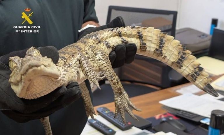 Capturan un caimán yacaré, especie exótica, en el pantano de Almansa