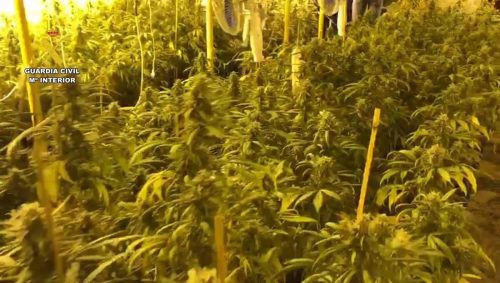 Detenido tras desmantelar una plantación de marihuana ‘indoor’ de 400 plantas en Chinchilla