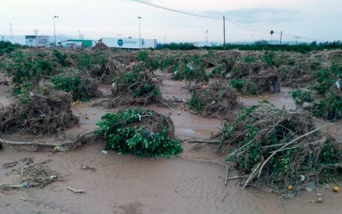 Agroseguro inicia el pago de indemnizaciones por tormentas con más de 32 millones de euros para cultivos herbáceos